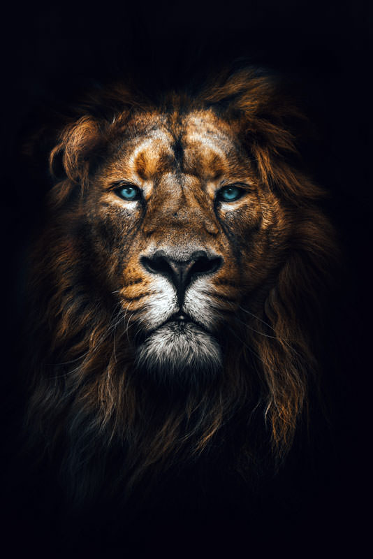 Leeuw-portret