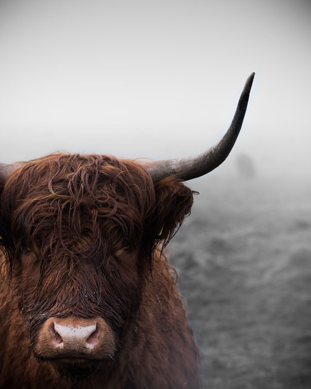 Schotse-Hooglander-close-up